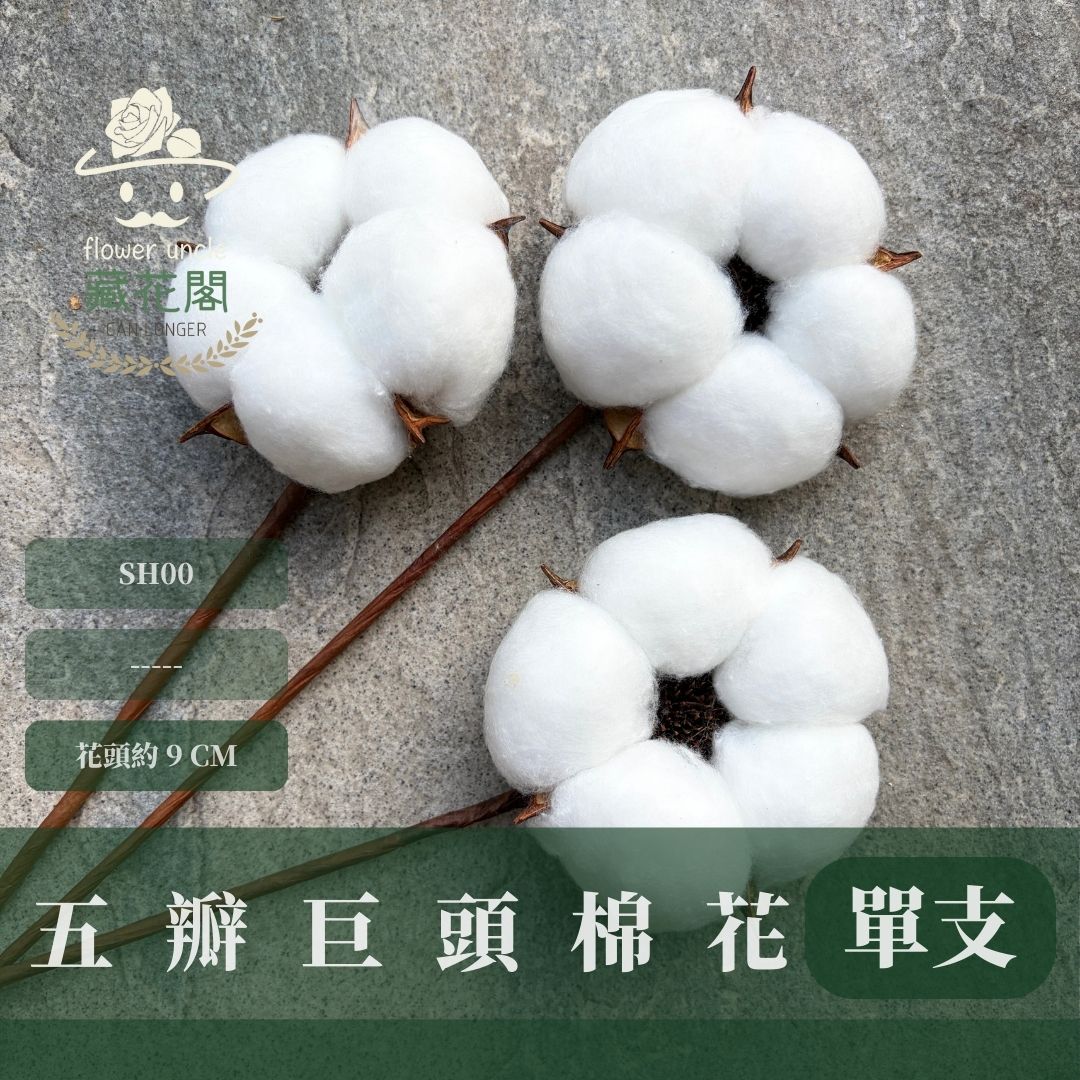 SH00s 五瓣巨頭棉花單支｜獨家花材！大花藝作品專屬花材 巨型大雲朵棉花 乾燥花材 乾燥花 批發價棉花支 天然棉花
