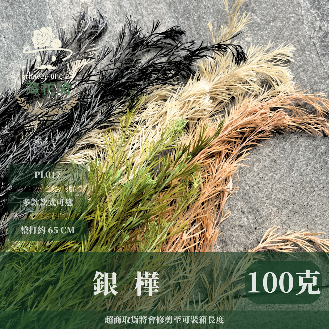 PL017 銀樺 銀樺葉 台灣現貨 約100克