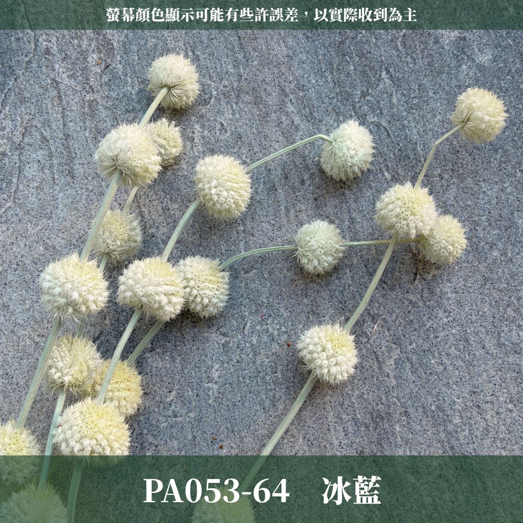 PA053 原裝永生棒棒糖｜公主風永生花 乾燥花 不凋花 永生花材批發 果實花 花藝材料 diy材料 花束 花禮 花圈