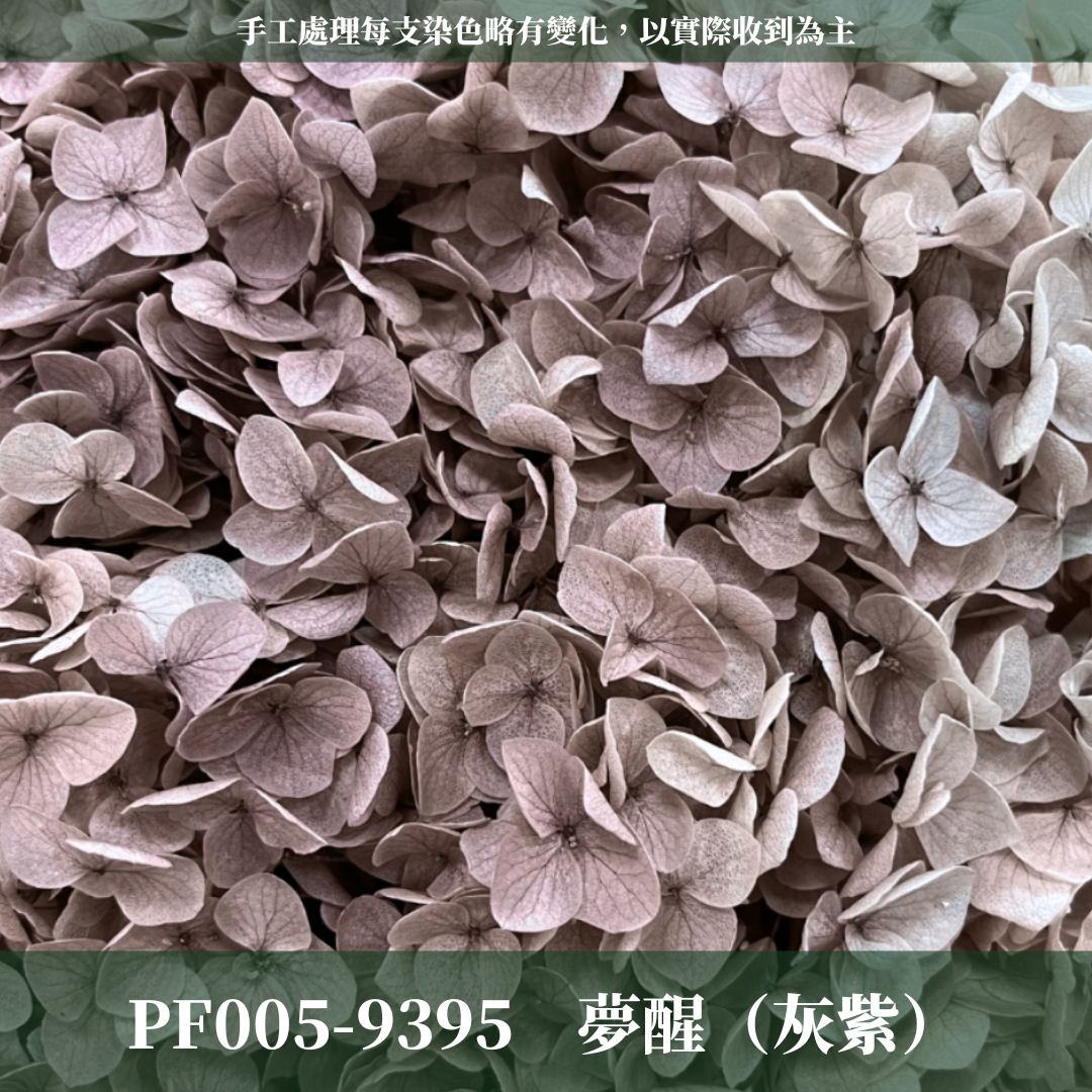 PF005-S 安娜繡球經濟盒裝｜ A級 漸層繡球 紫陽花 永生花 不凋花 乾燥花 DIY花材 拍攝道具 蜉蝣花花材
