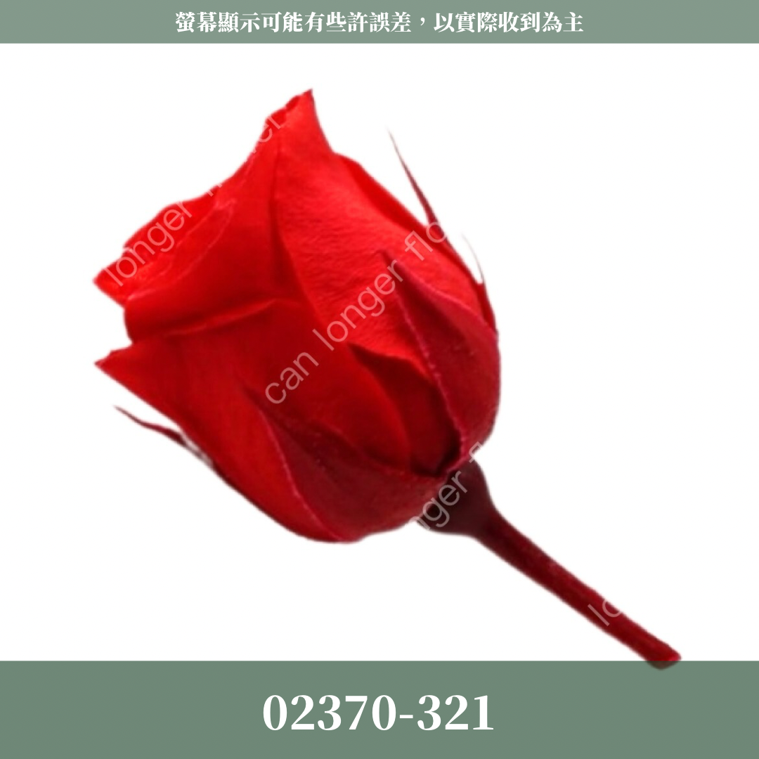 02370 日本迷你玫瑰