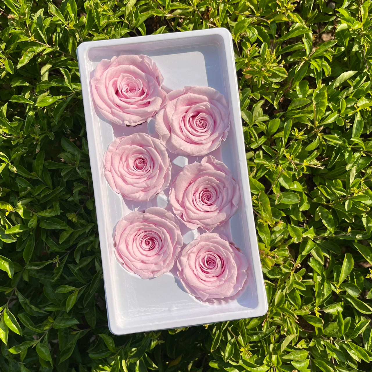 *** R06 永生玫瑰 5~6cm玫瑰 Ａ級 6朵裝 不凋花 小香風玫瑰 色彩款式齊全 莫蘭迪