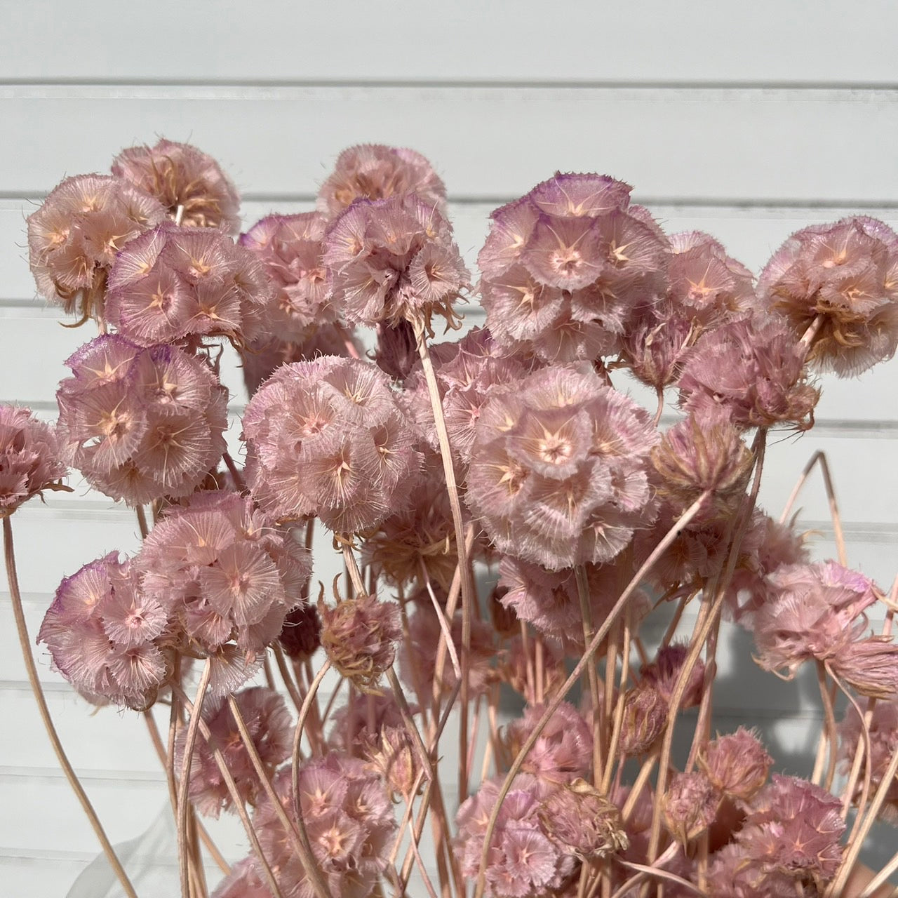 【台灣現貨】PA045-S 松蟲果 松蟲草 風車果 星芒松蟲 草星花 輪峰菊 永生 小份 DIY插花盆花