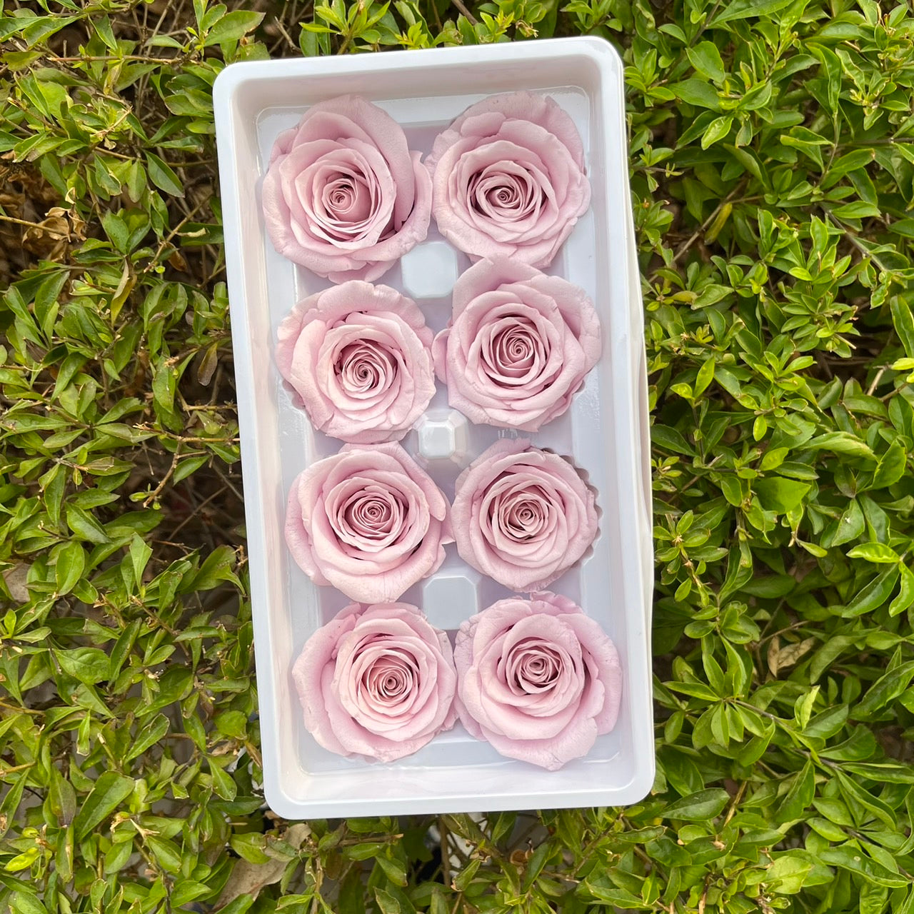 ✿ 台灣現貨 ✿ R08 永生玫瑰 4-5cm 原裝 8朵裝 永生花