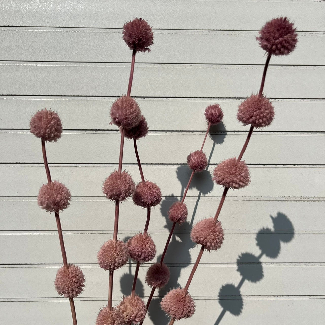 ✿ 台灣現貨 ✿ PA053 棒棒糖