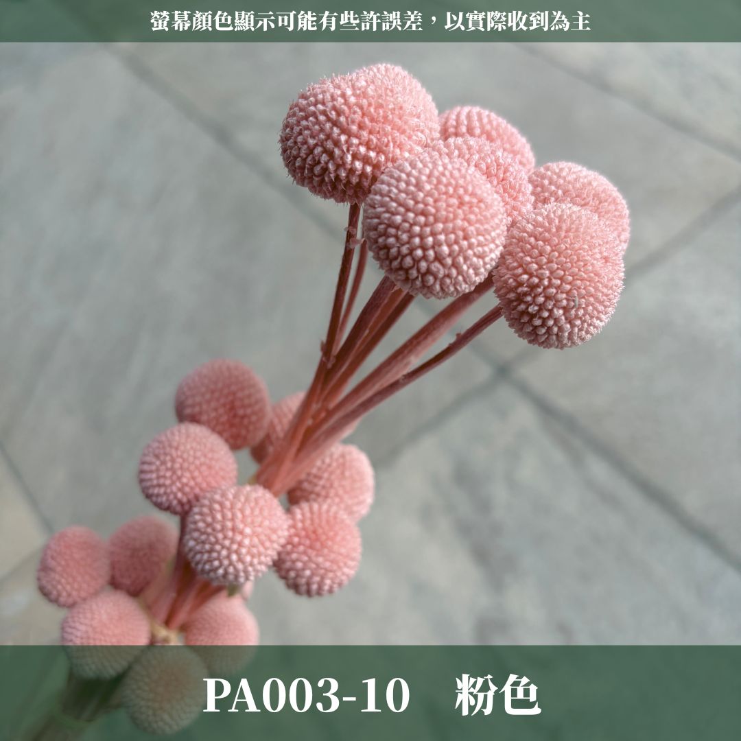 PA003 原裝金杖球｜糖果色黃金球 金槌花 乾燥花 不凋花 永生花 居家裝飾花材 花藝師手作花材 乾燥花束DIY花材