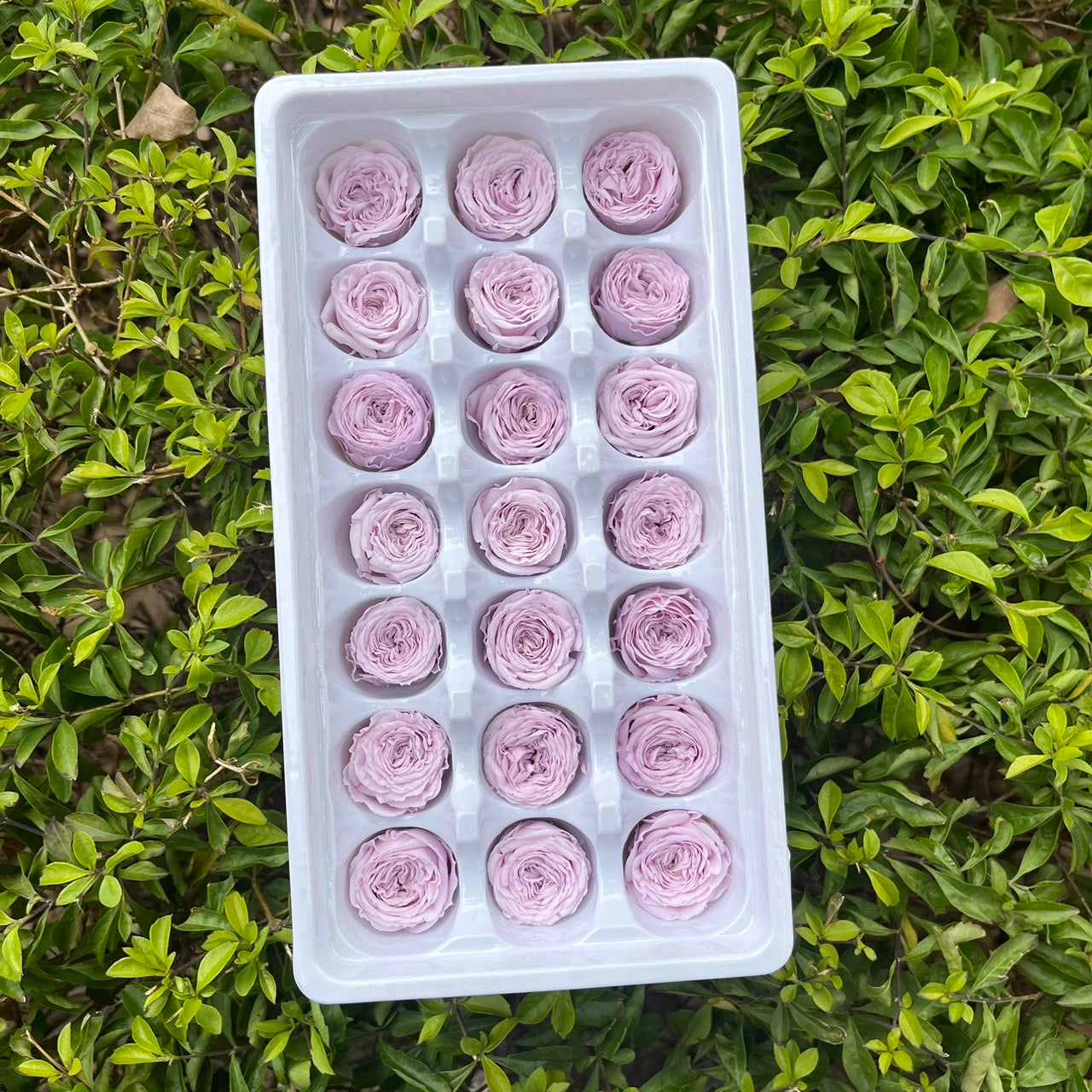 【台灣現貨】花大伯 OR21 永生玫瑰 2~3cm奧斯汀 泡泡玫瑰 巧克力奧斯汀 Ａ級 21朵裝 不凋花