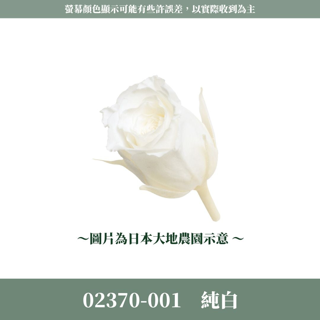 02370s 日本迷你玫瑰｜24輪小玫瑰 2~3cm玫瑰 日本大地農園 日本進口永生玫瑰花頭 永生花 不凋花 乾燥花