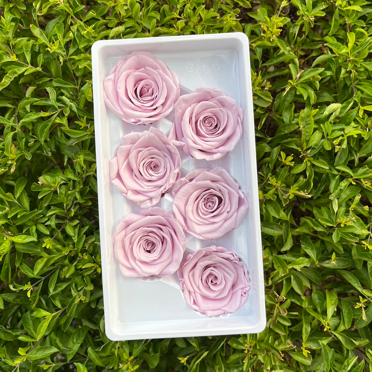 *** R06 永生玫瑰 5~6cm玫瑰 Ａ級 6朵裝 不凋花 小香風玫瑰 色彩款式齊全 莫蘭迪