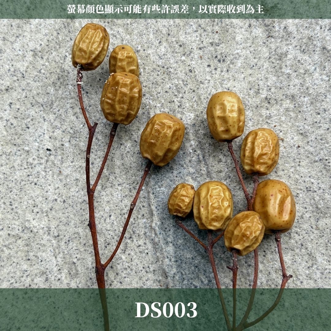 DS003 苦楝經濟包｜10顆｜花藝果實設計 台灣花材 永生果實 乾燥果實 畢業季花材 日系插花 拍照道具 咖啡廳裝飾