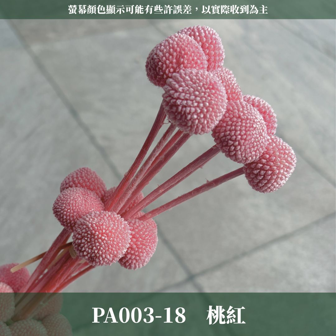 PA003 原裝金杖球｜糖果色黃金球 金槌花 乾燥花 不凋花 永生花 居家裝飾花材 花藝師手作花材 乾燥花束DIY花材