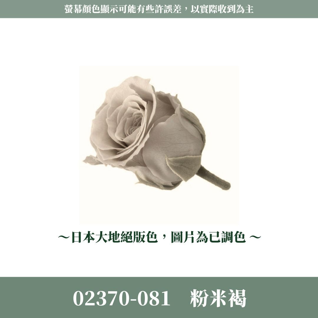 02370s 日本迷你玫瑰｜24輪小玫瑰 2~3cm玫瑰 日本大地農園 日本進口永生玫瑰花頭 永生花 不凋花 乾燥花