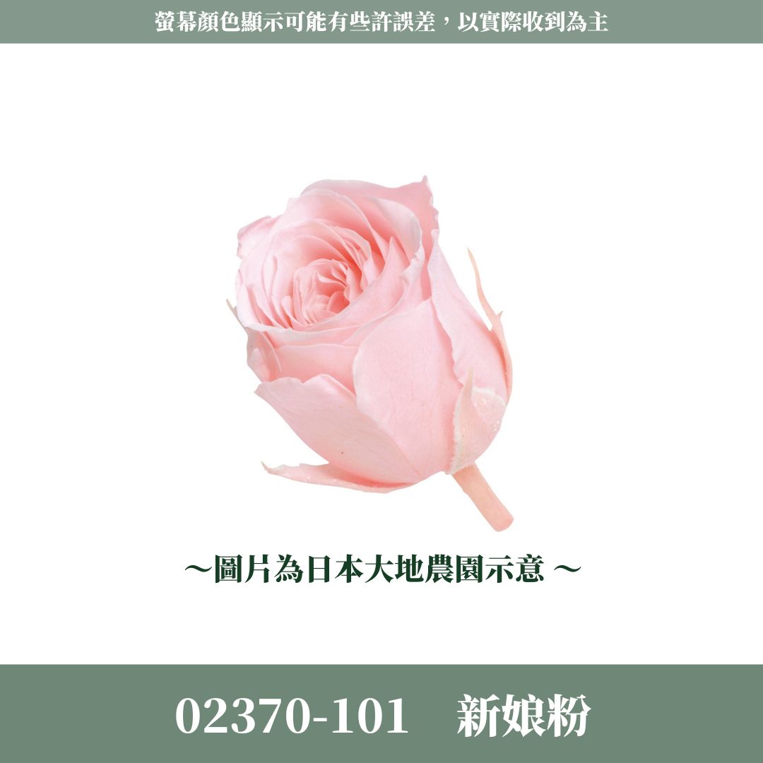 02370s 日本迷你玫瑰｜24輪小玫瑰 2~3cm玫瑰 日本大地農園 日本進口永生玫瑰花頭 永生花 不凋花 乾燥花