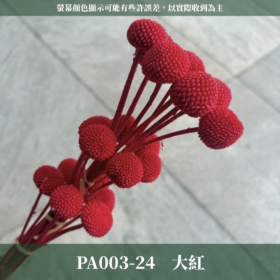 PA003 原裝金杖球｜糖果色黃金球 金槌花 乾燥花 不凋花 永生花 居家裝飾花材 花藝師手作花材 乾燥花束DIY花材