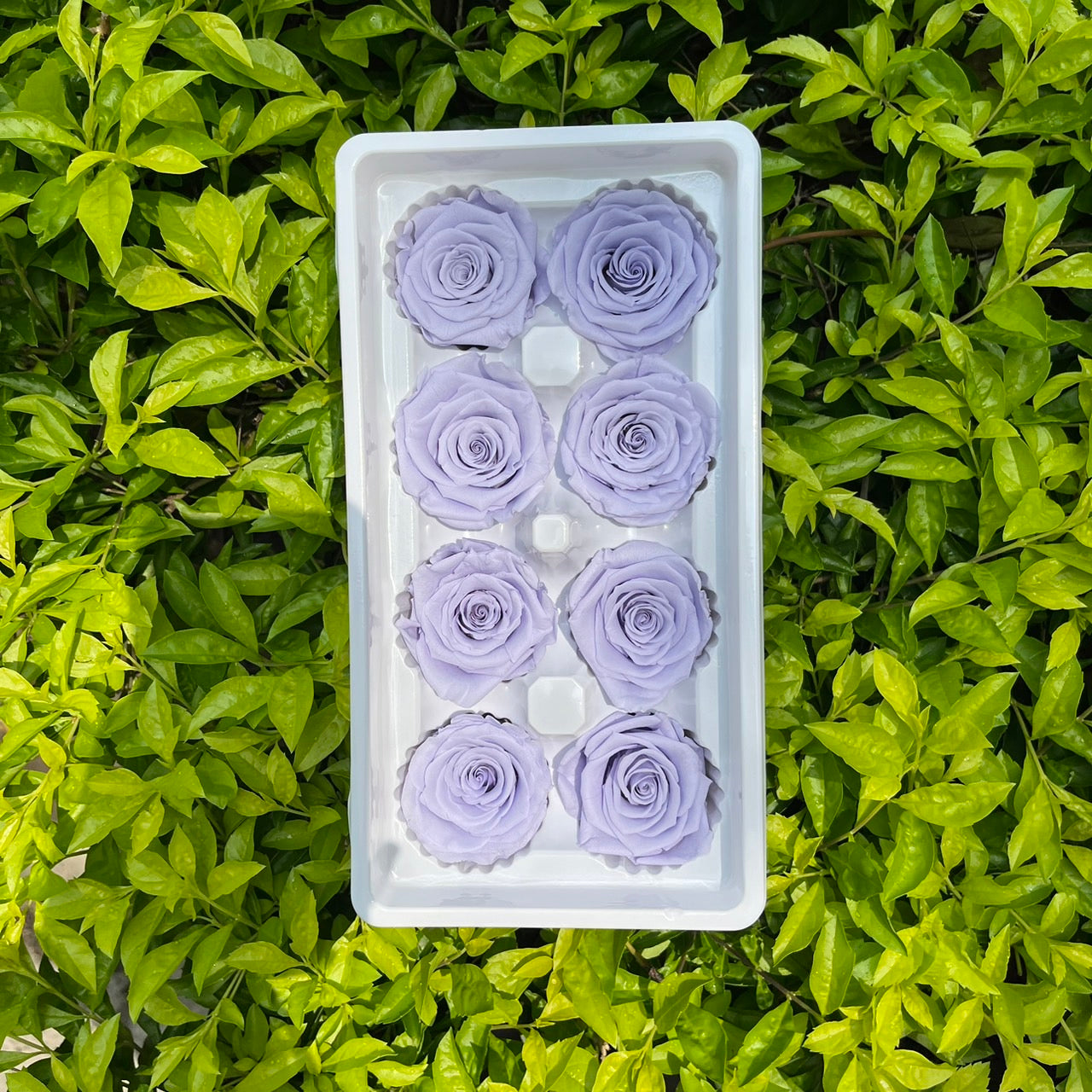 ✿ 台灣現貨 ✿ R08 永生玫瑰 4-5cm 原裝 8朵裝 永生花