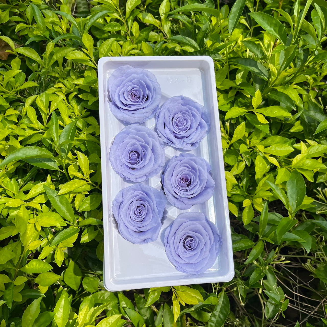 *** R06 永生玫瑰 5~6cm玫瑰 Ａ級 6朵裝 不凋花 小香風玫瑰 色彩款式齊全 莫蘭迪