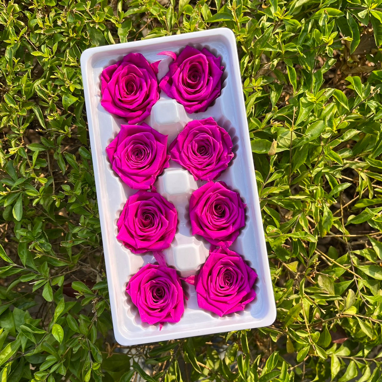 ✿ 台灣現貨 ✿ R08 永生玫瑰 4-5cm 原裝 8朵裝 永生花