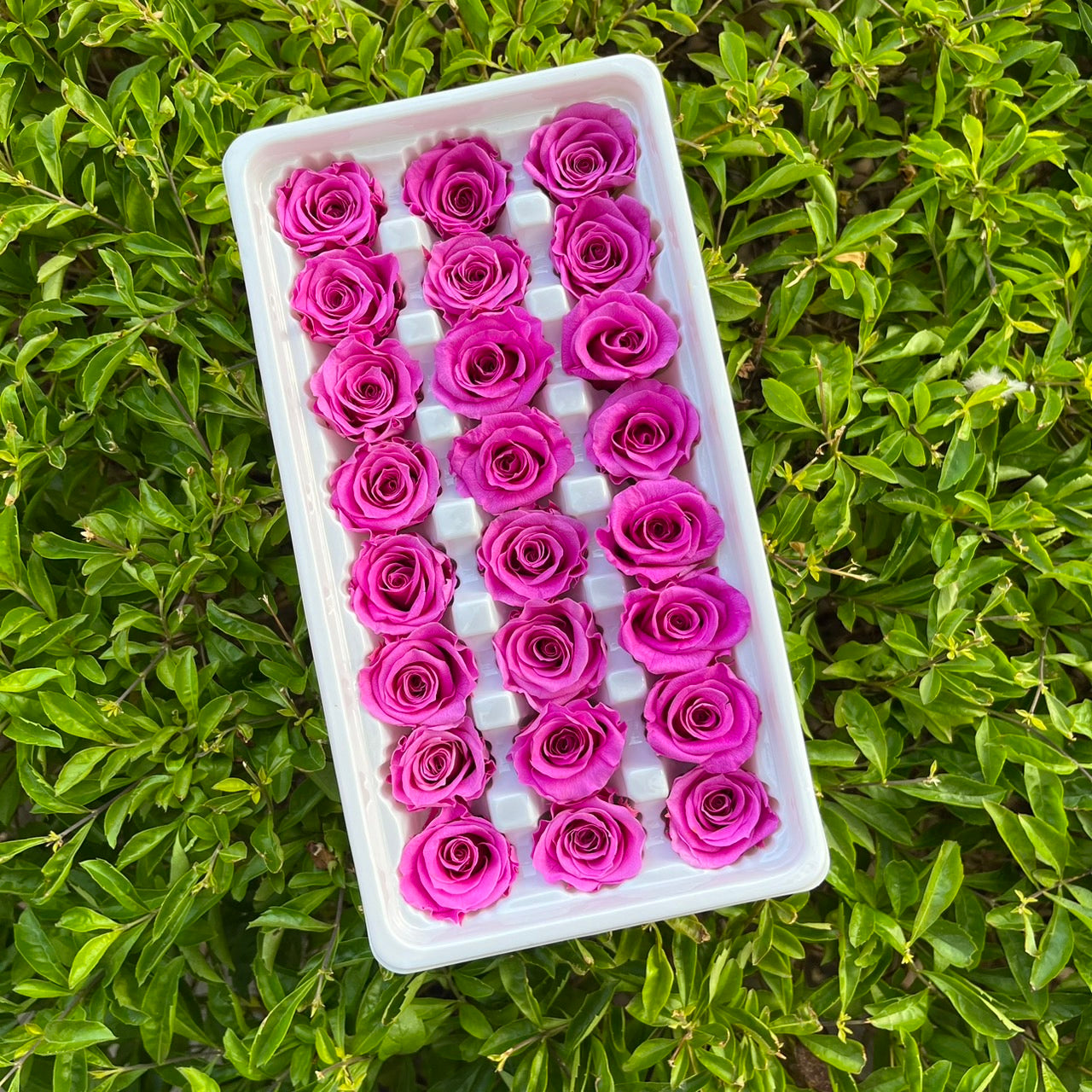 R21 二十一輪玫瑰