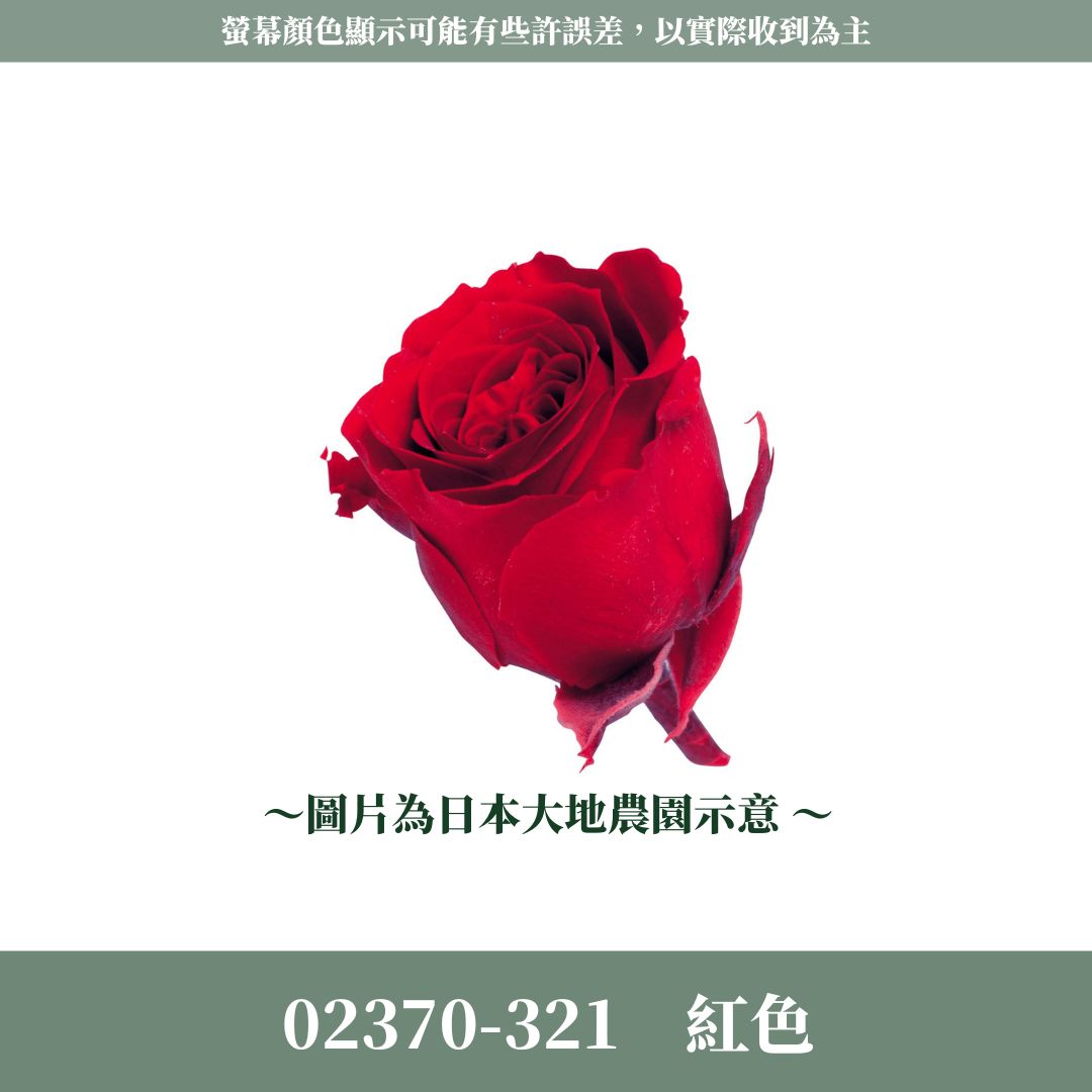 02370s 日本迷你玫瑰｜24輪小玫瑰 2~3cm玫瑰 日本大地農園 日本進口永生玫瑰花頭 永生花 不凋花 乾燥花