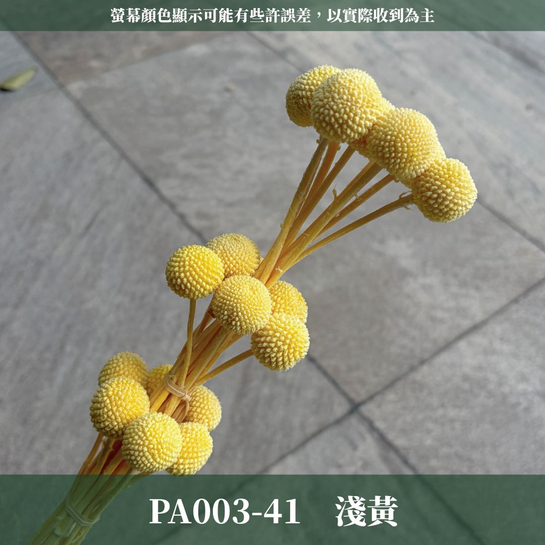 PA003 原裝金杖球｜糖果色黃金球 金槌花 乾燥花 不凋花 永生花 居家裝飾花材 花藝師手作花材 乾燥花束DIY花材