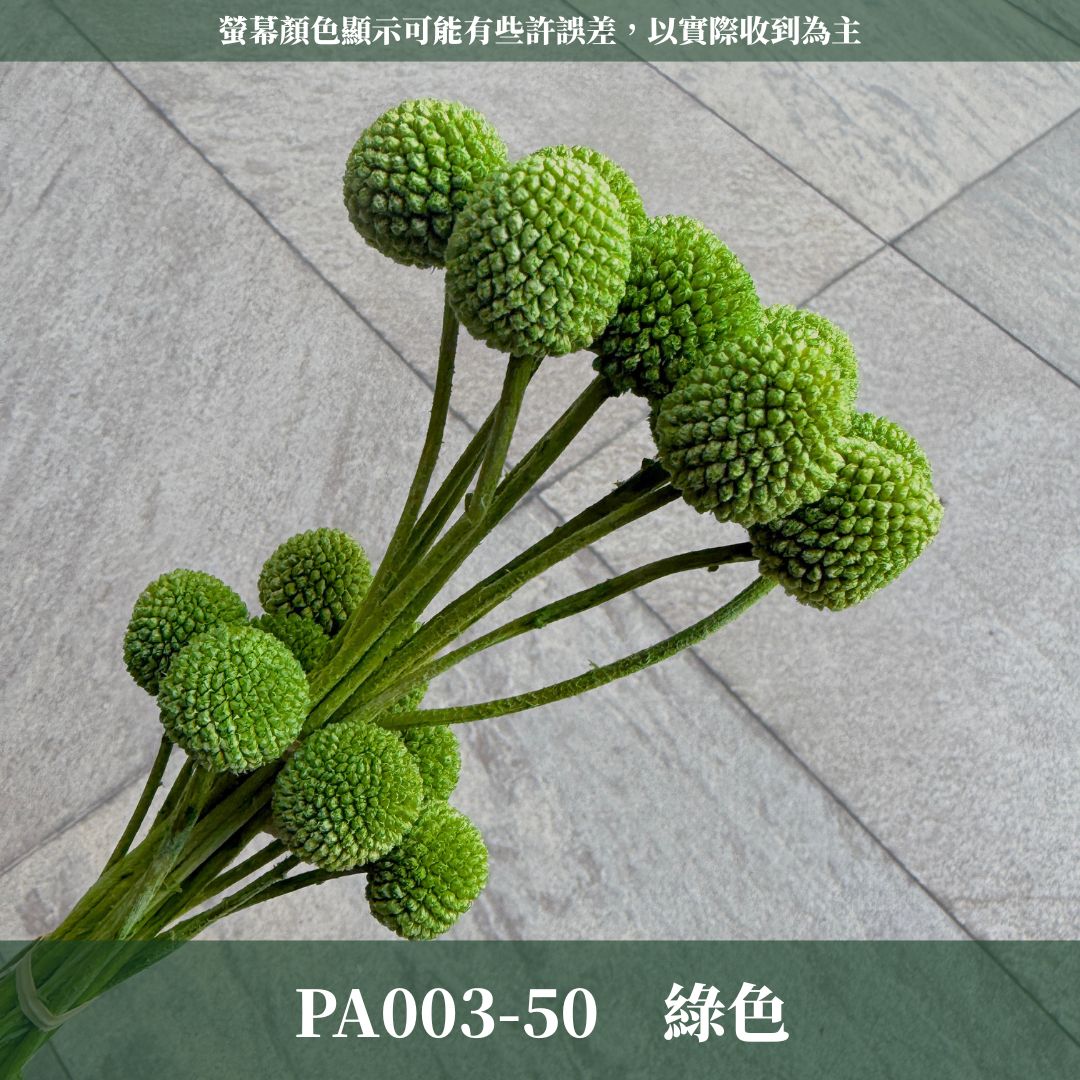 PA003 原裝金杖球｜糖果色黃金球 金槌花 乾燥花 不凋花 永生花 居家裝飾花材 花藝師手作花材 乾燥花束DIY花材