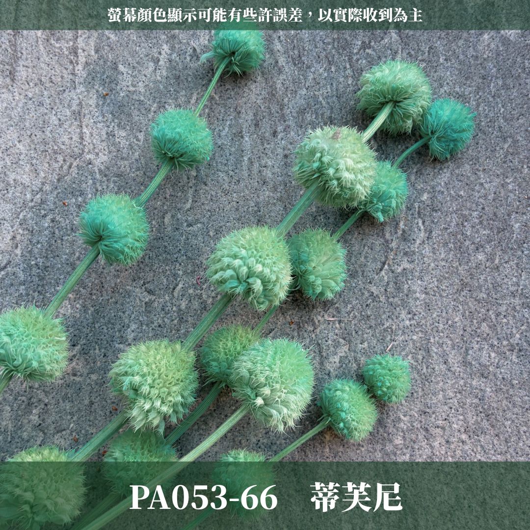 PA053 原裝永生棒棒糖｜公主風永生花 乾燥花 不凋花 永生花材批發 果實花 花藝材料 diy材料 花束 花禮 花圈