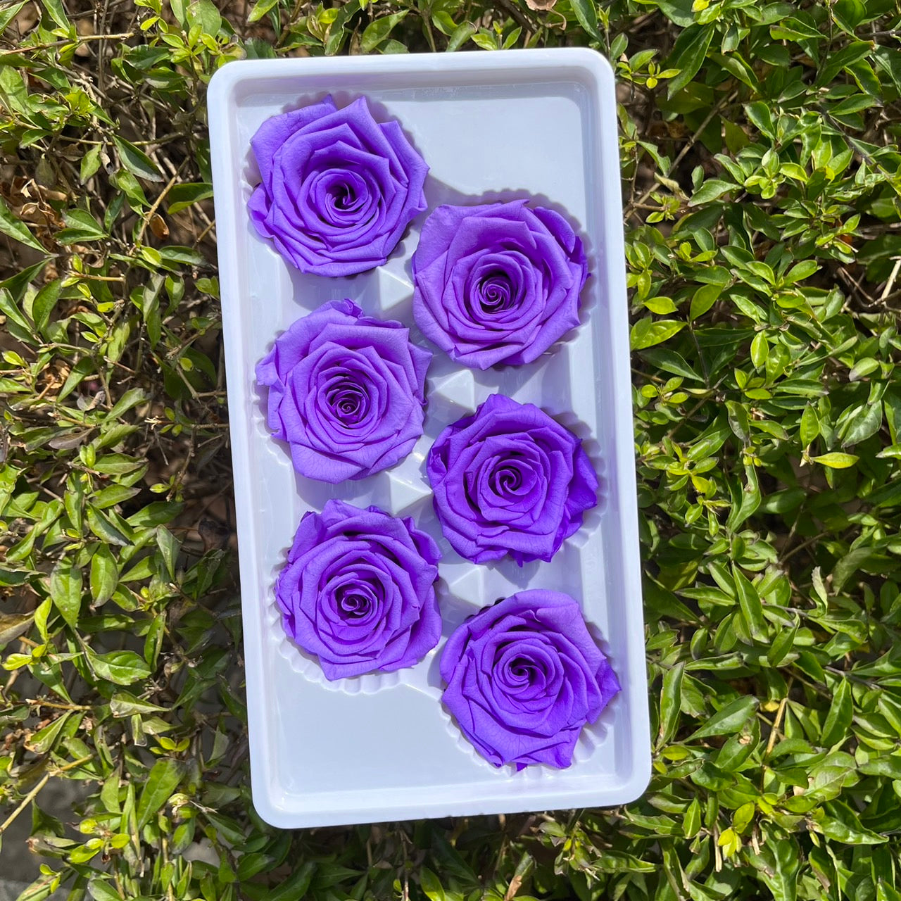 *** R06 永生玫瑰 5~6cm玫瑰 Ａ級 6朵裝 不凋花 小香風玫瑰 色彩款式齊全 莫蘭迪