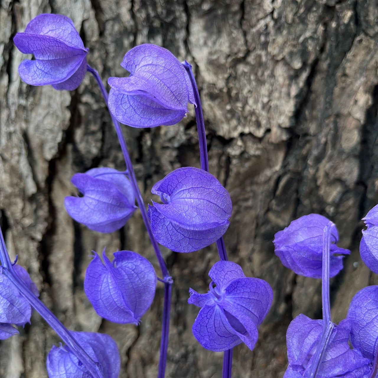 ✿ 台灣現貨 ✿ PA035s 風鈴果 小份量