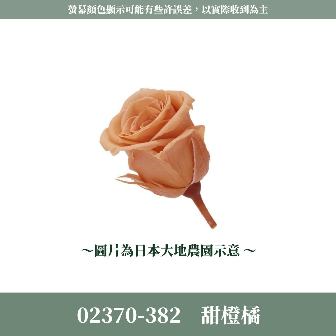 02370s 日本迷你玫瑰｜24輪小玫瑰 2~3cm玫瑰 日本大地農園 日本進口永生玫瑰花頭 永生花 不凋花 乾燥花