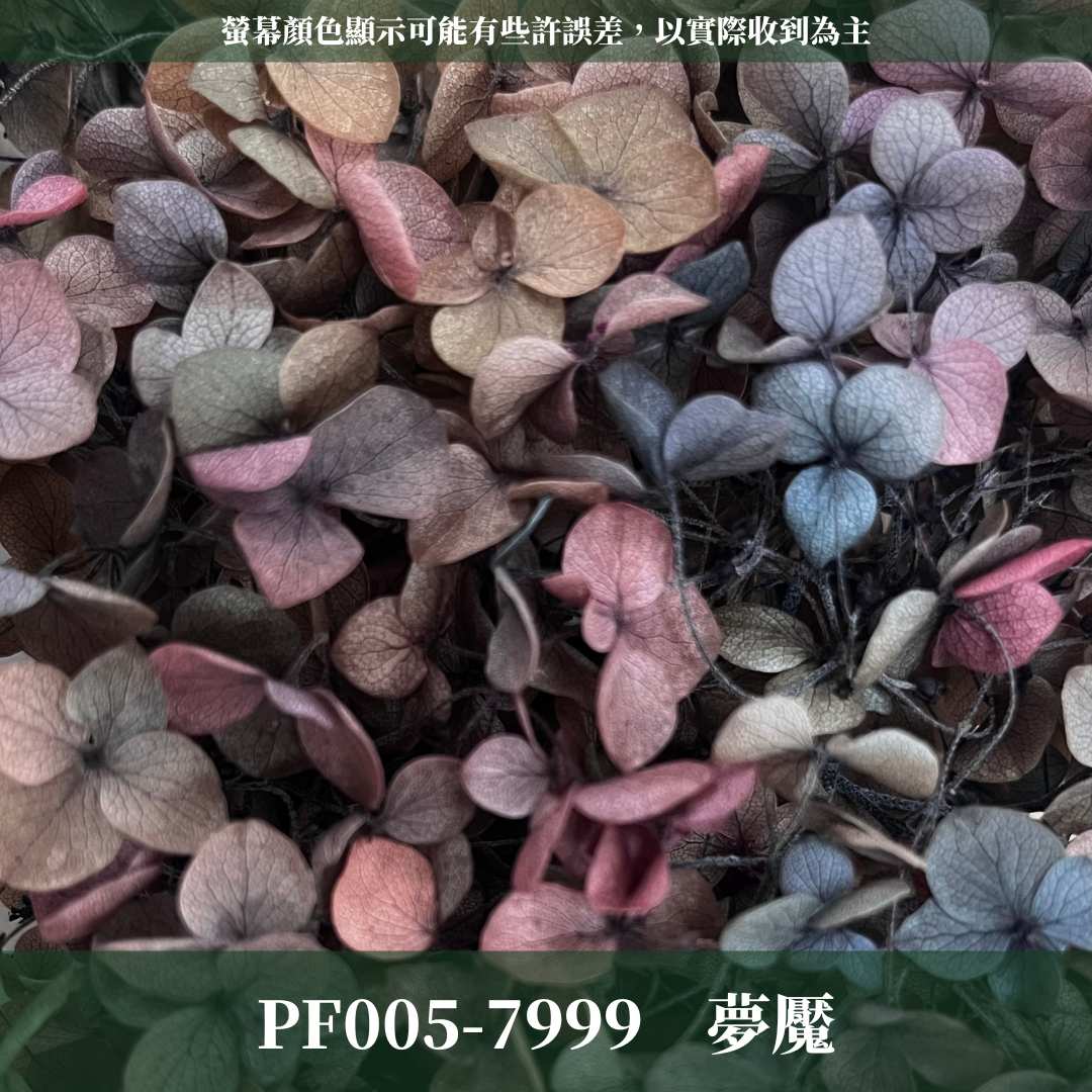 PF005-S 安娜繡球經濟盒裝｜ A級 漸層繡球 紫陽花 永生花 不凋花 乾燥花 DIY花材 拍攝道具 蜉蝣花花材