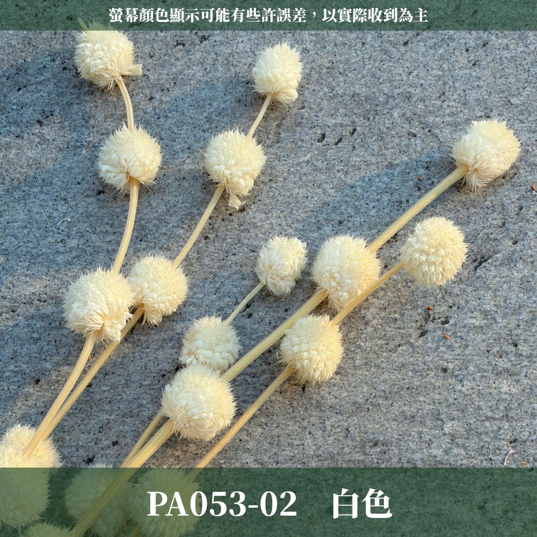 PA053 原裝永生棒棒糖｜公主風永生花 乾燥花 不凋花 永生花材批發 果實花 花藝材料 diy材料 花束 花禮 花圈
