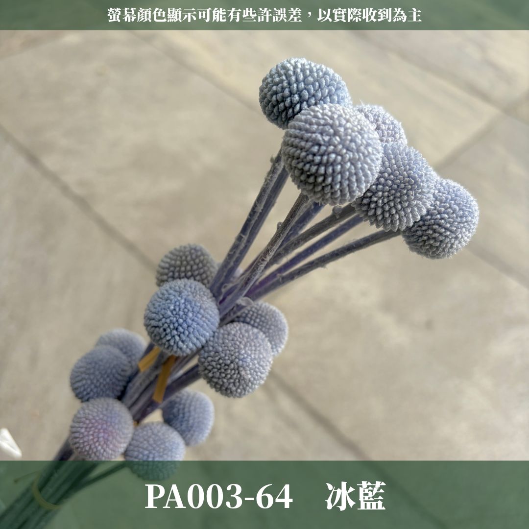 PA003 原裝金杖球｜糖果色黃金球 金槌花 乾燥花 不凋花 永生花 居家裝飾花材 花藝師手作花材 乾燥花束DIY花材