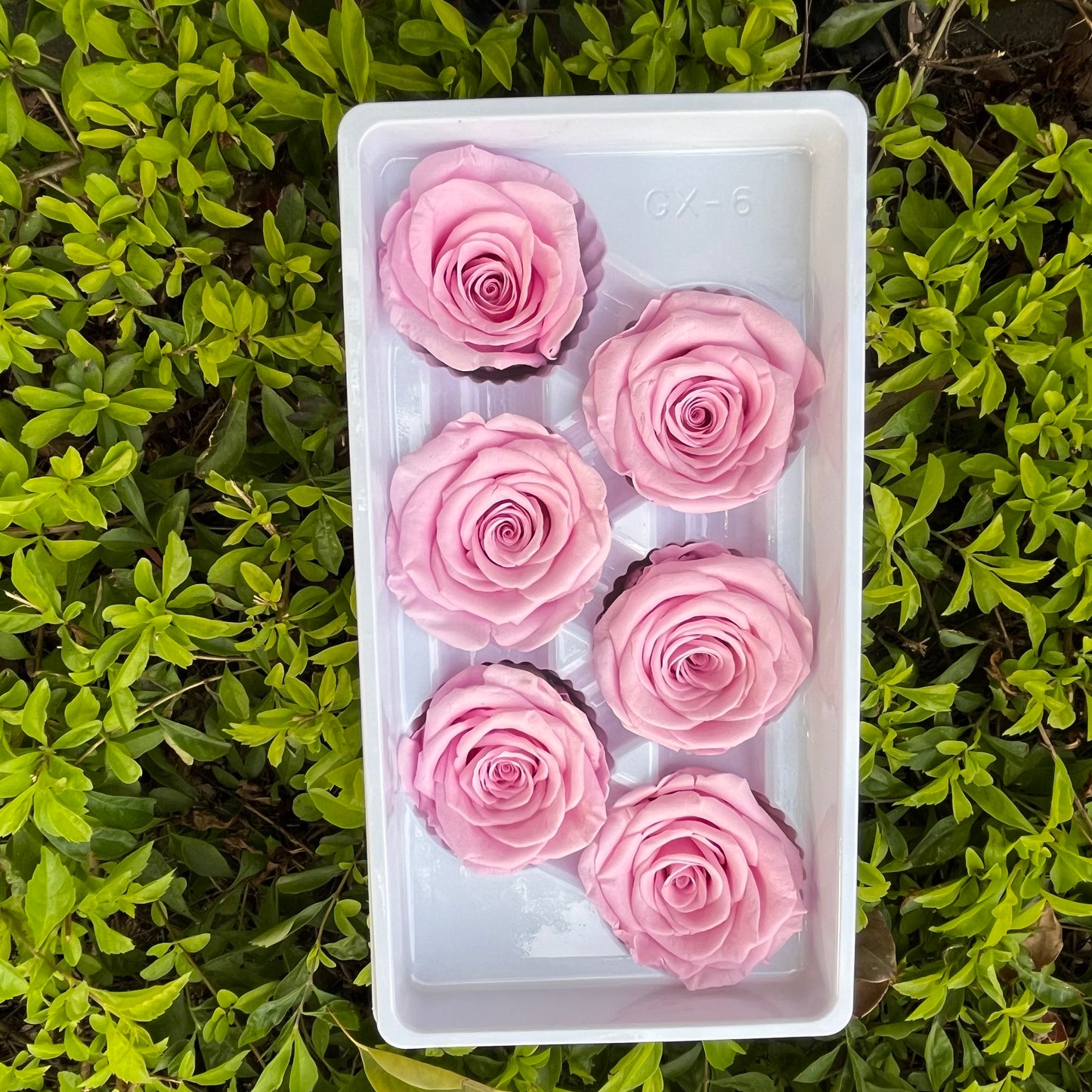 R06 六輪玫瑰