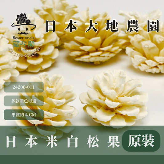24200-011 原裝日本米白松果(10個) |原裝日本松果 日本進口松果 米白色松果 日本大地農園 大松果 松果 聖誕手作 松果聖誕樹 DIY 親子手做 聖誕節 聖誕布置 聖誕樹掛飾 松果耶誕節 聖誕花圈 果實 乾燥果實 乾果 乾燥花 乾燥植物 花藝裝飾 松カサ オフホワイト 花圈材料 手作松果聖誕樹 白松果 天然原色松果 金色松果 白色松果 不凋花 居家裝飾 拍照道具 精油吸附 交換禮物 擺飾 儀式感 耶誕節裝飾