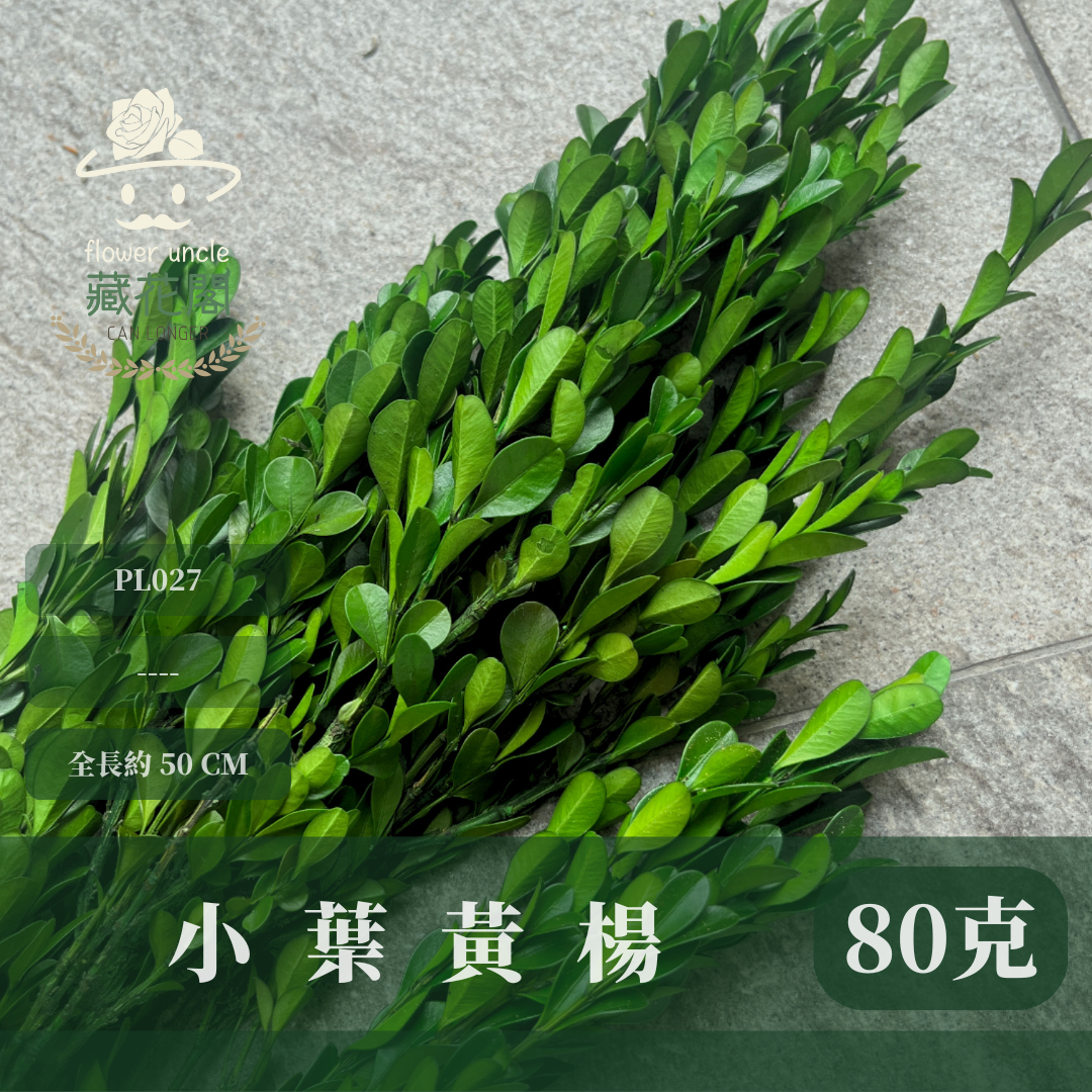 PL027小葉黃楊 黃楊葉 金柳 原裝/小份 台灣現貨