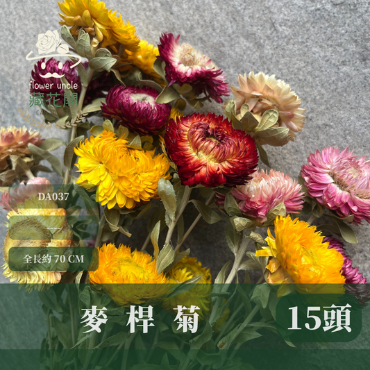 DA037 麥桿菊 原裝約15頭 台灣現貨