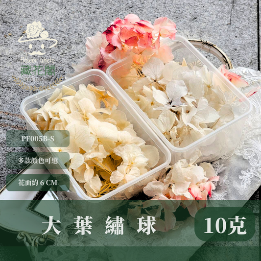 PF005B-S 大葉繡球(10克) 盒裝 紫陽花 夢幻漸變繡球 台灣現貨
