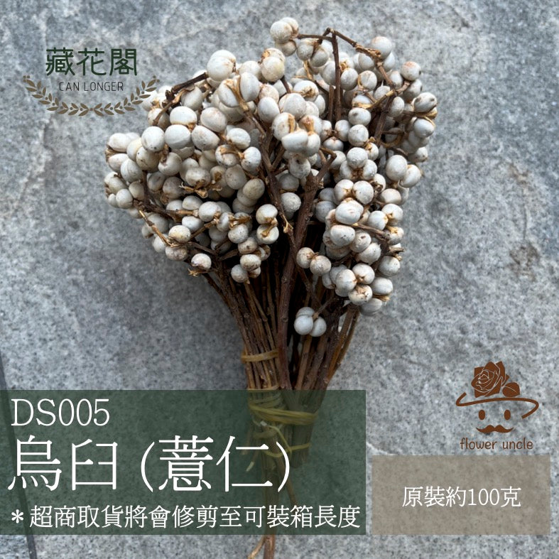 DS005 烏臼 薏仁