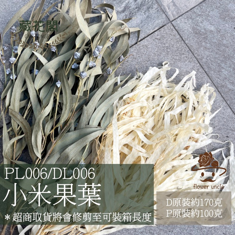 ✿ 台灣現貨 ✿ PL006 DL006 小米果葉 小米果尤加利