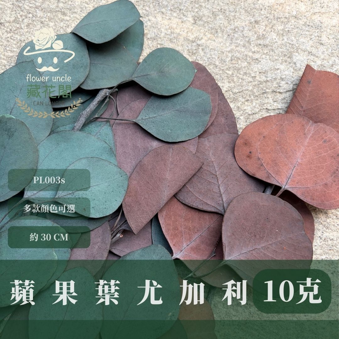 PL003s 蘋果葉尤加利經濟包｜原裝感恩回饋中！永生尤加利葉 尤加利葉 永生花 乾燥花 花材出清 裝飾擺件 插花葉材