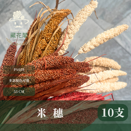 PA010 米穗 粟米穗 小米穗 紅米穗 黃米穗 原裝 台灣現貨