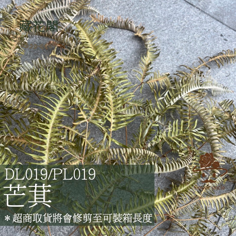 ✿ 台灣現貨 ✿  dl019/pl019 芒萁 蕨葉 姬蕨葉 碗蕨 高山羊齒