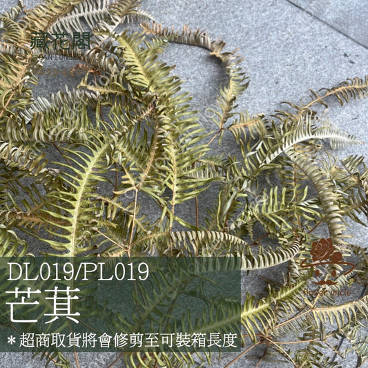 ✿ 台灣現貨 ✿  dl019/pl019 芒萁 蕨葉 姬蕨葉 碗蕨 高山羊齒