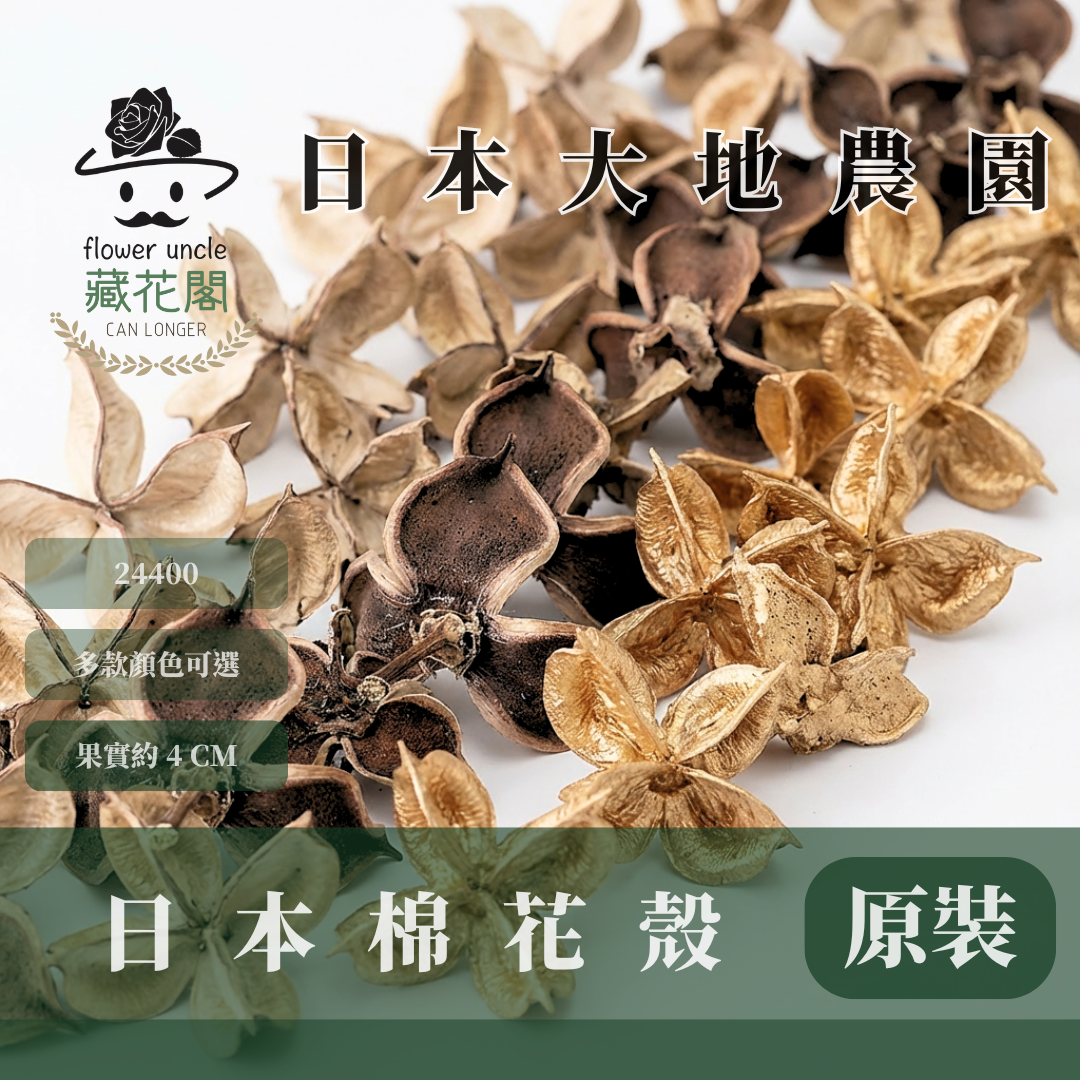 24400 原裝日本棉花殼(30/50個) ｜日本大地 乾燥花材 花圈材料 24400-902 24400-000