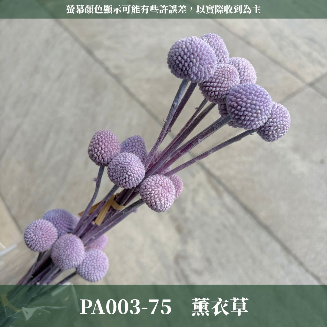 PA003 原裝金杖球｜糖果色黃金球 金槌花 乾燥花 不凋花 永生花 居家裝飾花材 花藝師手作花材 乾燥花束DIY花材