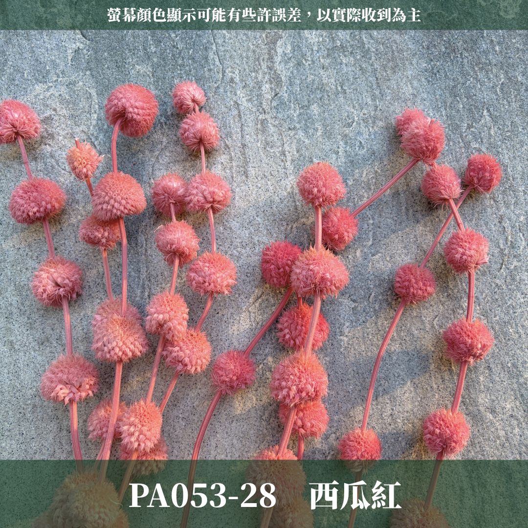 PA053 原裝永生棒棒糖｜公主風永生花 乾燥花 不凋花 永生花材批發 果實花 花藝材料 diy材料 花束 花禮 花圈