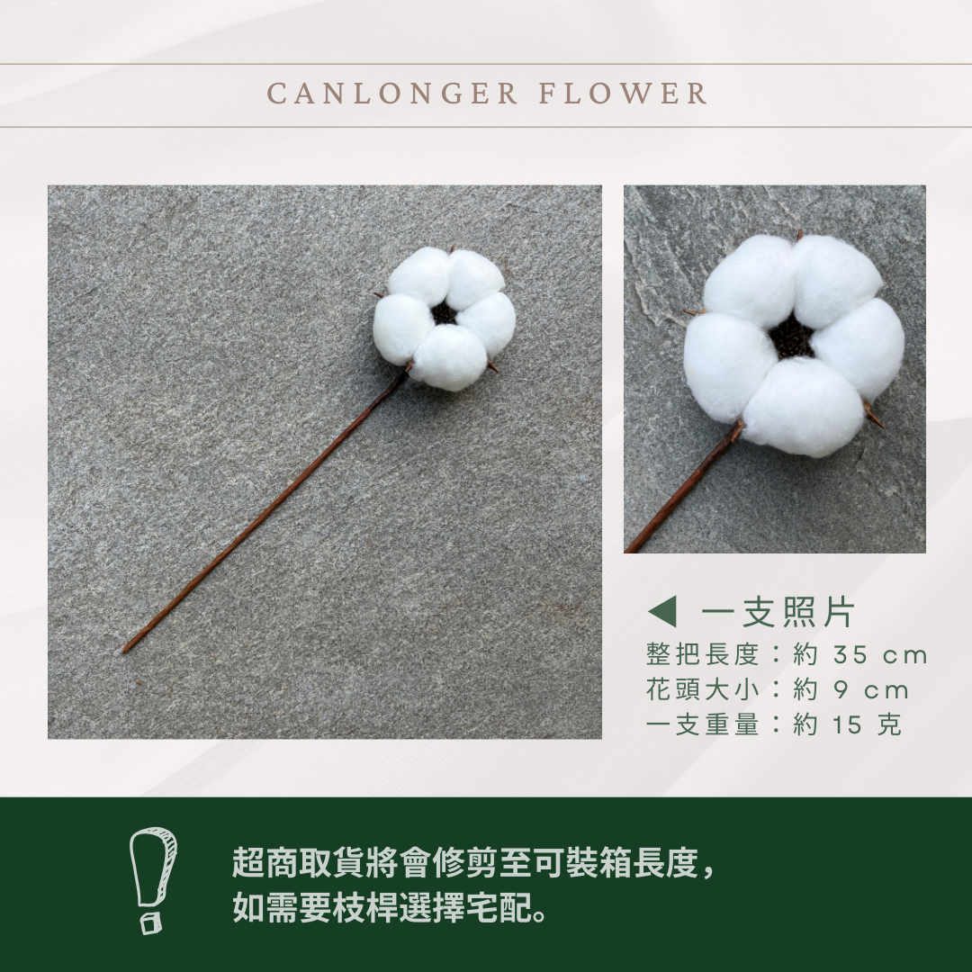 SH00s 五瓣巨頭棉花單支｜獨家花材！大花藝作品專屬花材 巨型大雲朵棉花 乾燥花材 乾燥花 批發價棉花支 天然棉花