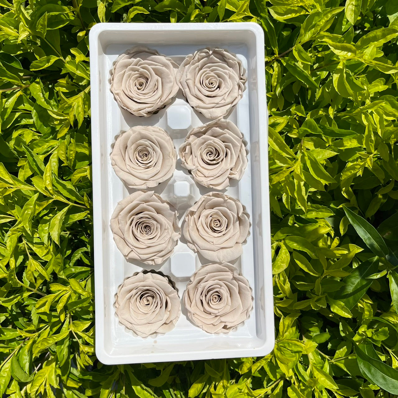 ✿ 台灣現貨 ✿ R08 永生玫瑰 4-5cm 原裝 8朵裝 永生花