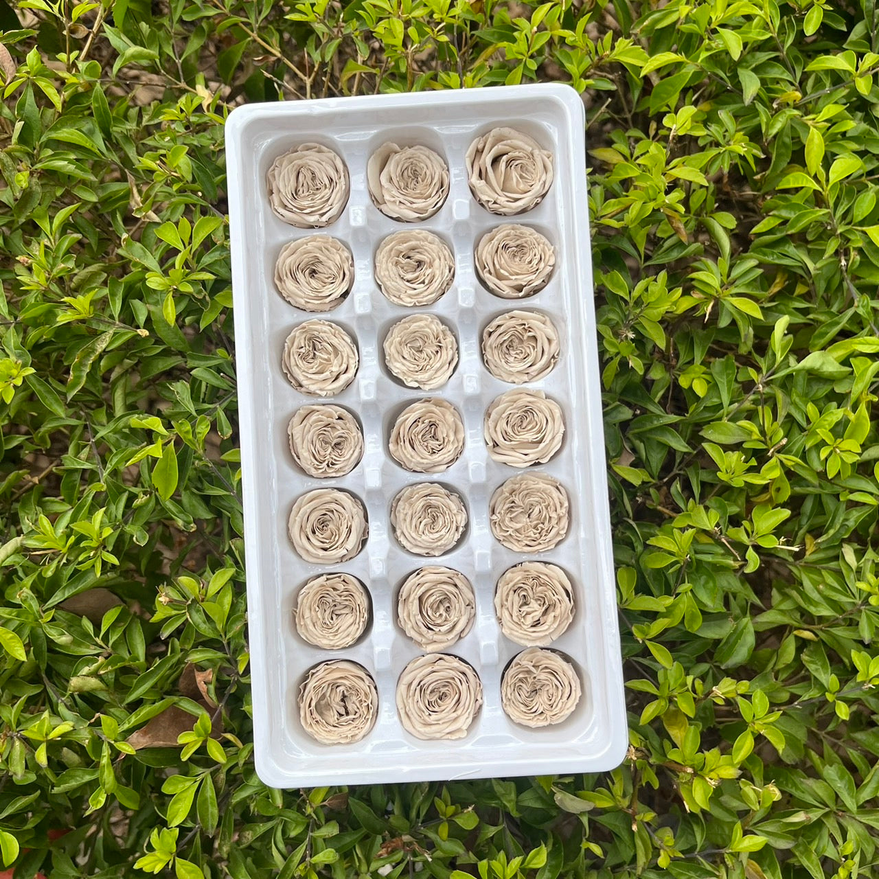 【台灣現貨】花大伯 OR21 永生玫瑰 2~3cm奧斯汀 泡泡玫瑰 巧克力奧斯汀 Ａ級 21朵裝 不凋花