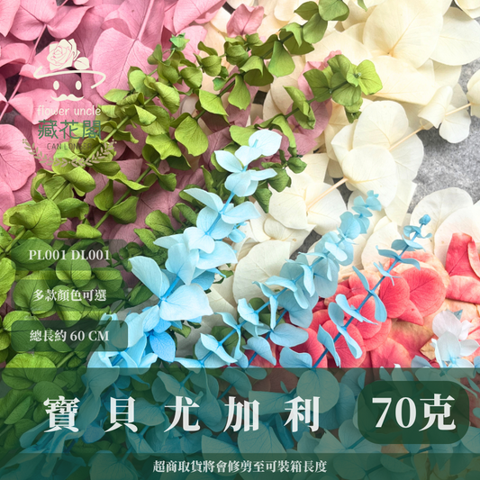 PL001 DL001 寶貝尤加利 圓葉尤加利 台灣現貨